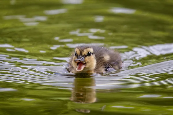 Frente Close Bebê Sorridente Bonito Mallard Patinho Nadando Direção Câmera — Fotografia de Stock