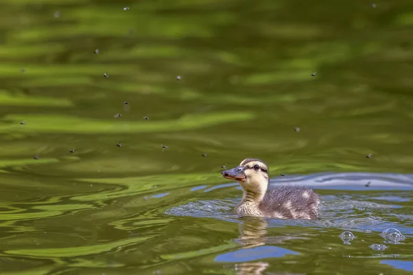 Close Young Mallard Duckling Surrounded Tiny Gnats Lake — Stock Photo, Image