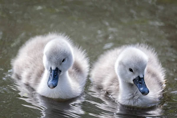 Close Par Fofos Cygnets Fofos Nadando Lago — Fotografia de Stock