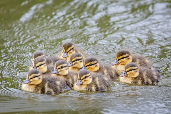 Group Cute New Born Mallard Ducklings Swimming Close Together Lake — Fotografia de Stock