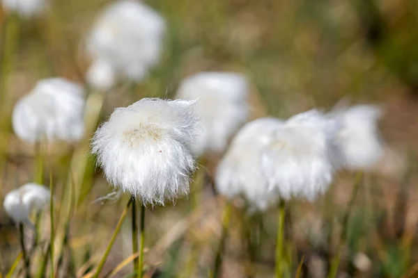 Close Cotton Plant Flower Heads Crctic Greenland — Foto de Stock