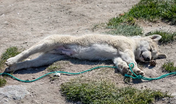 Close Young Wild Sled Dog Puppy Stretched Out Ilulissat Greenland —  Fotos de Stock