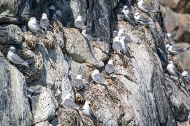 Kittywakes nesting with young on cliff face in Evighedsfjord, Greenland