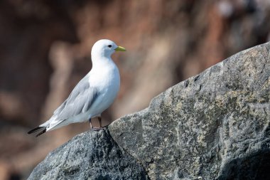 Close up side view of a Kittywake on cliff face in Evighedsfjord, Greenland