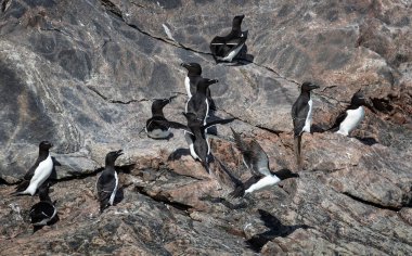 Group of Razorbills on cliff face in Evighedsfjord, Greenland