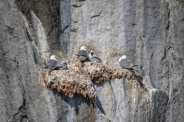 Close Kittywakes Nesting Young Cliff Face Evighedsfjord Greenland —  Fotos de Stock