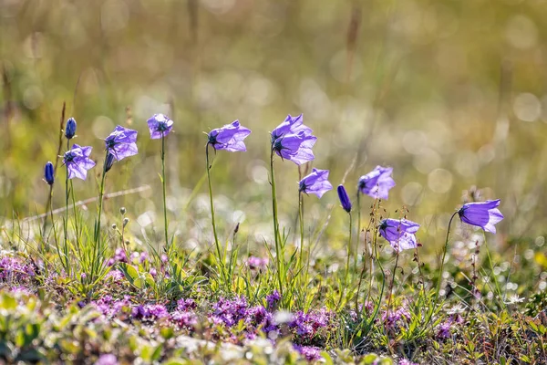 Cluster Backlit Blue Bell Flowers Arctic Tundra Grondalen West Greenland — 스톡 사진