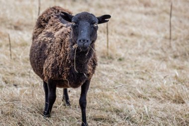 Close up of a small black headed sheep with notched ears- rare breed - staring straight ahead in field of yellow grass
