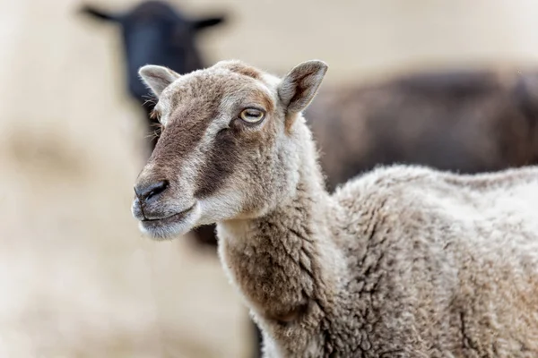 Head shot of a  small sheep with brown and white striped head - rare breed - profile view in field of yellow grass