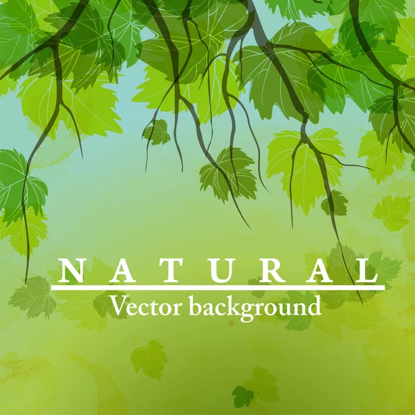 Folhas verdes frescas no fundo natural . —  Vetores de Stock