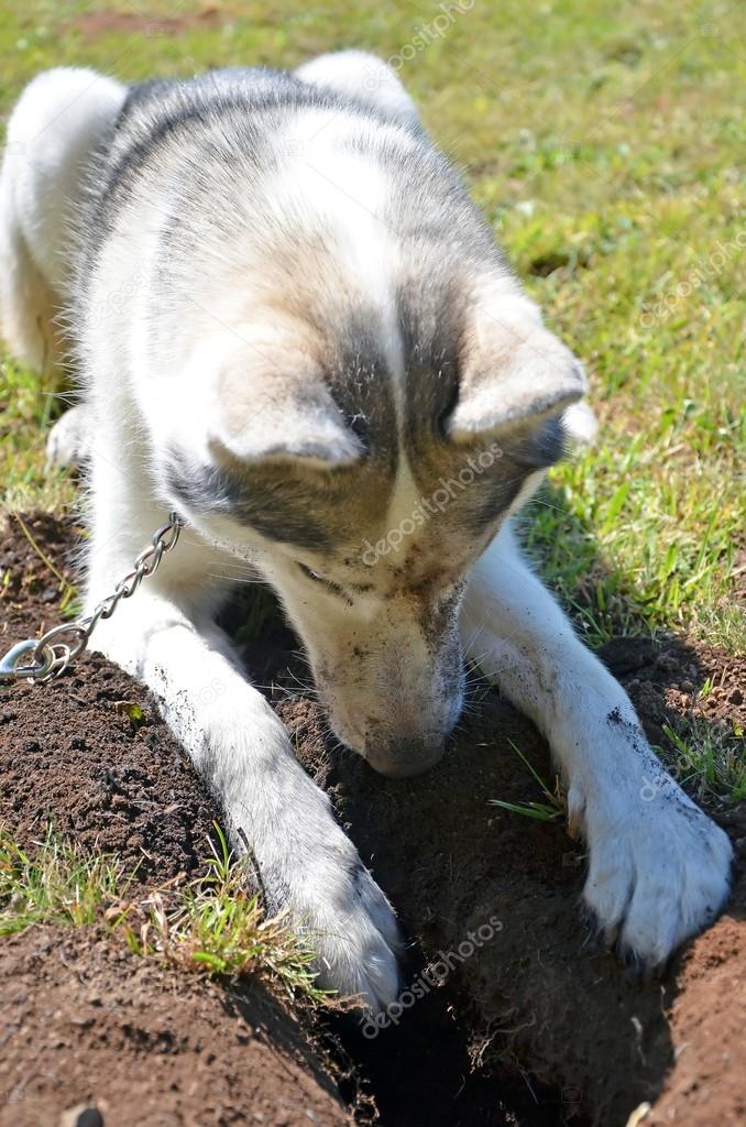 Dog Digging Damaging Turf