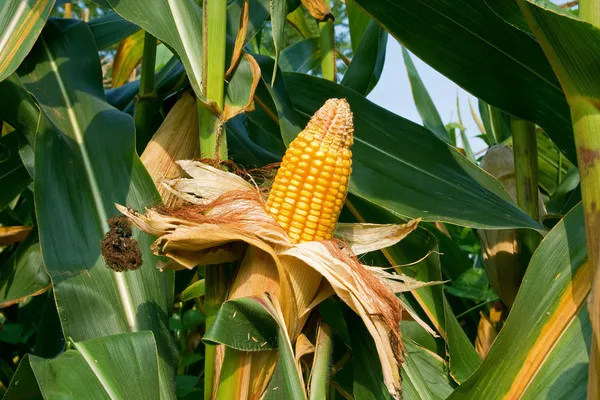 Cultivo de maíz —  Fotos de Stock
