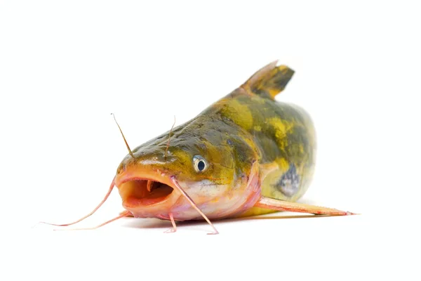 Beyaz arka plan üzerinde izole yayın balığı — Stok fotoğraf