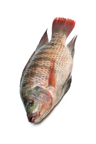 Snapper Fish — Stock Photo, Image