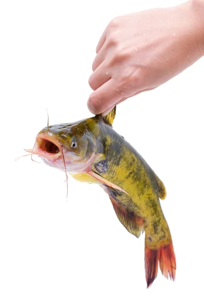 Holding Catfish isolated on white — Stock Photo, Image
