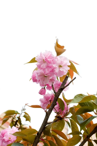 Sakura — Zdjęcie stockowe