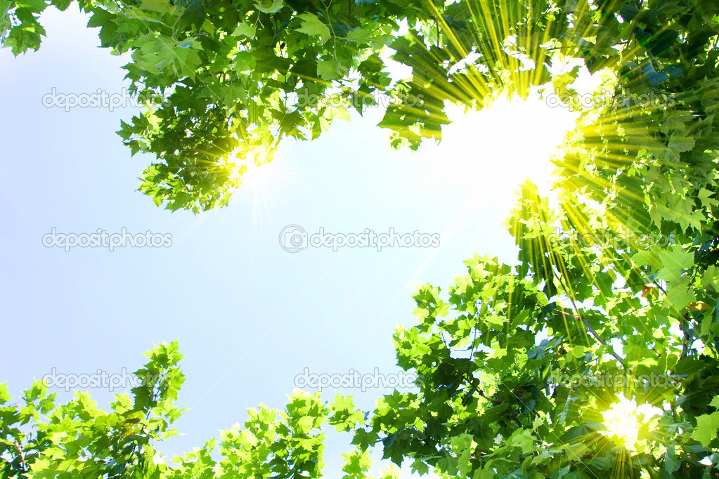 Green leaves with sun ray