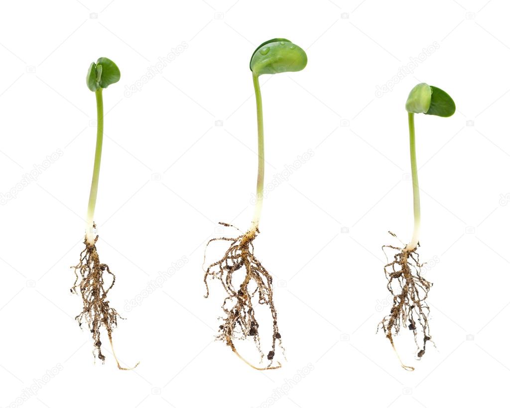 Sprouts isolated