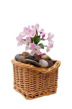 çiçekler taşlarla Spa
