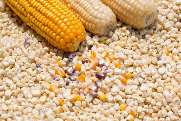 Yellow corn grain background — Stock Photo, Image