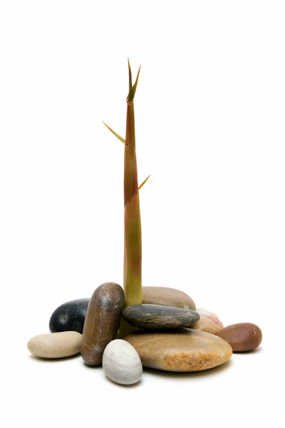Bambu och stenar — Stockfoto