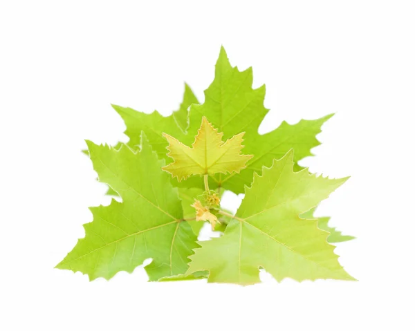 Buttonwood leaf — Stock Photo, Image