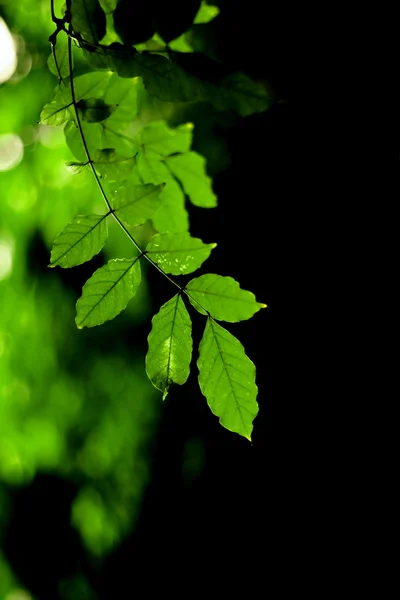 Foglie verdi — Foto Stock