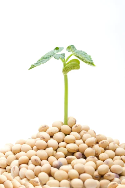 Soybean sprout isolated on white background — Stock Photo, Image