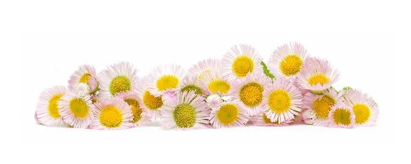 Madeliefje bloem geïsoleerd op witte achtergrond — Stockfoto