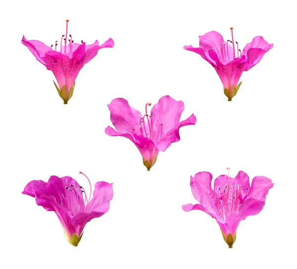 Różowe kwiaty rododendronu — Zdjęcie stockowe