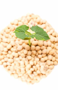 Soya Filiz izole üzerinde beyaz arka plan