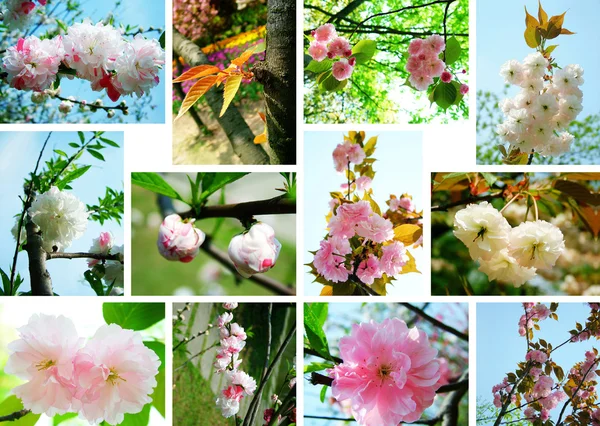 Sakura collage — Stock Photo, Image