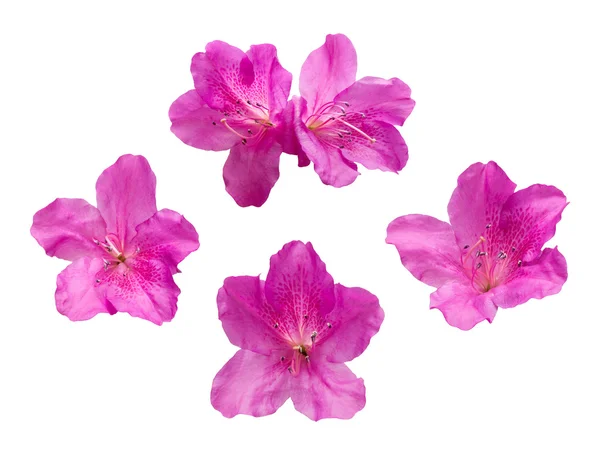 Roze Rhododendron bloemen — Stockfoto