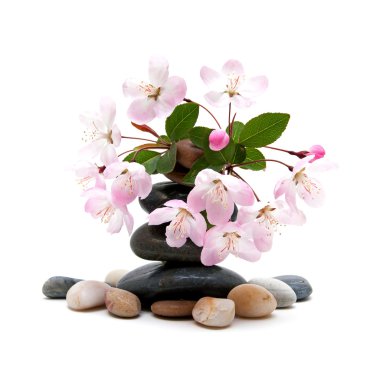 Zen, çiçekler ile spa taşlar