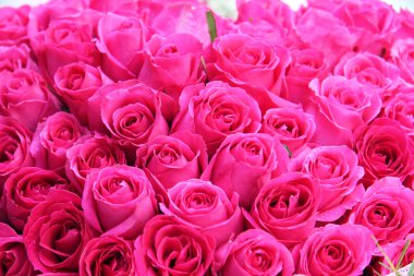 güzel pembe Gül arka plan, gelin buketi