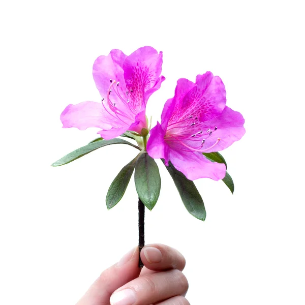 Segurando azálea flor isolada em branco — Fotografia de Stock