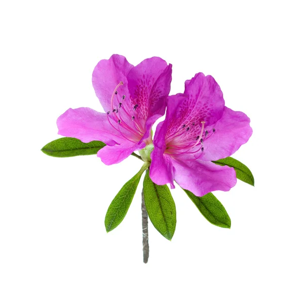 Fiore di azalea isolato su bianco — Foto Stock