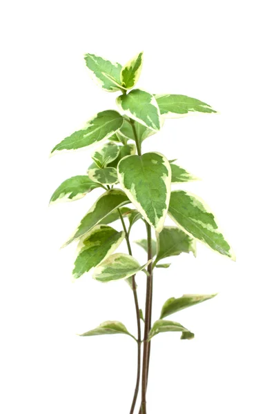 Planta verde aislada — Foto de Stock