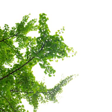 folhas e a árvore de ginkgo biloba