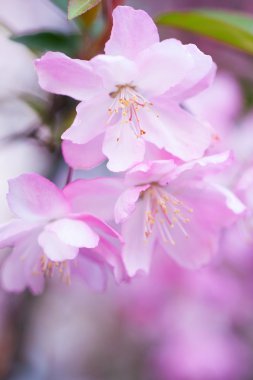 Malus halliana çiçek bahar