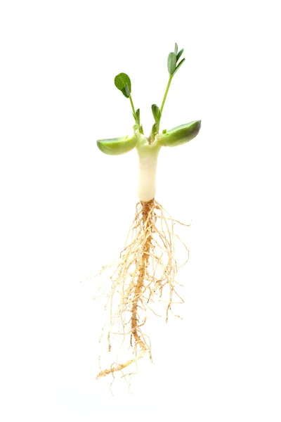 Jordnötter plantor — Stockfoto