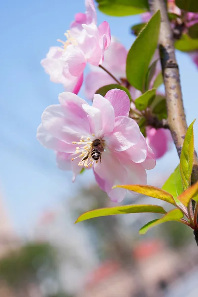 Malus halliana kwiatów na wiosnę — Zdjęcie stockowe