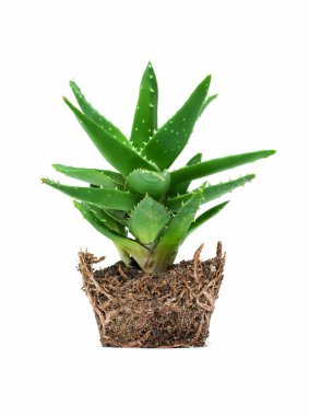 aloe vera beyaz arkaplanda izole