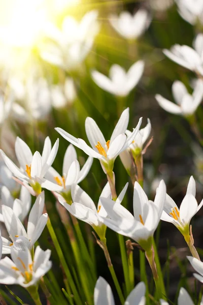 Lluvia Lily fondo floreciente — Foto de Stock