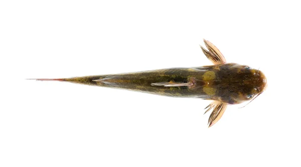 Catfish isolated on white — Stock Photo, Image