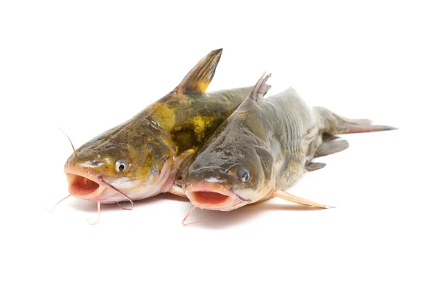 Catfish isolated on white — Stock Photo, Image