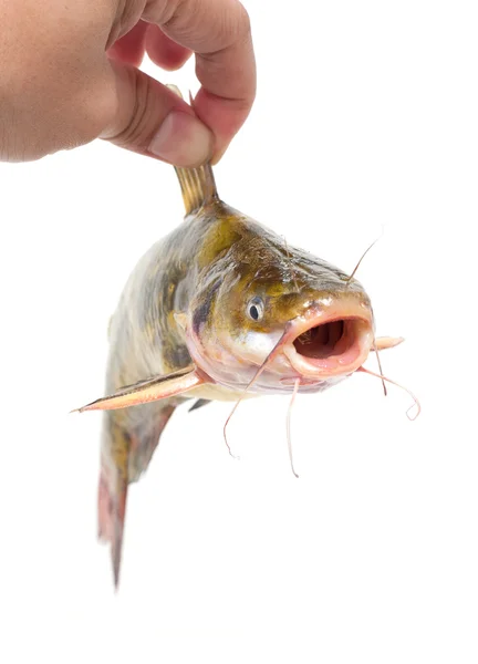 Holding Catfish isolated on white — Stock Photo, Image