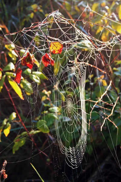 Rosa und Herbstblätter im Netz im Wald — Stockfoto