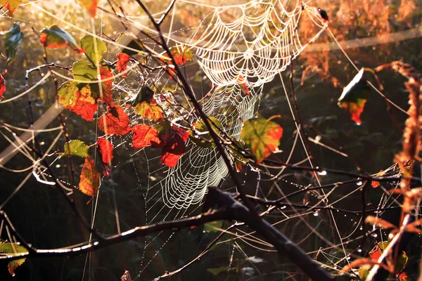 Rosa und Herbstblätter im Netz im Wald — Stockfoto