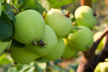 Yeşil elmalı şube